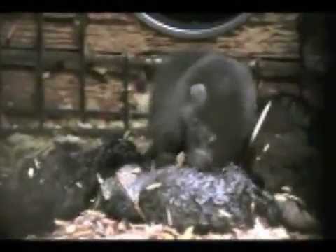 See video