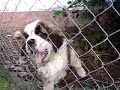 dog bernardyn
