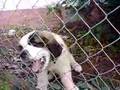 dog bernardyn