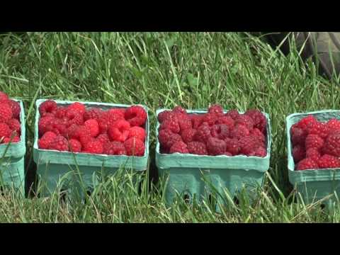 how to grow raspberries in nj