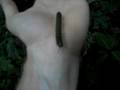 Millipede And Me