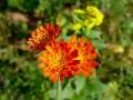Flowers from A to Z - Choose high quality below Flowers from A to Z - Choose high quality below