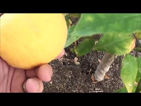 how to pick lemons from my tree