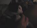 videos de Moo Moo.wmv