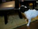 Japanese Boston Terrier eats furniture Japanese Boston Terrier eats furniture