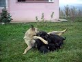 TOKAT ALMAN KURDU KITMİR VE YAVRULARI