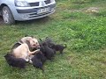 TOKAT ALMAN KURDU KITMİR VE YAVRULARI