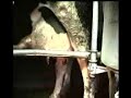 Udder Hair Remover