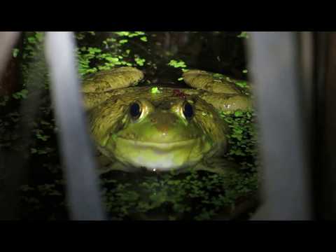 Vocalizing Green Frogs (Lithobates clamitans)