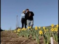 Daffodil Collector