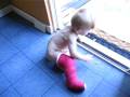 Arlo Crawls with a Cast