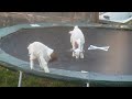trampoline goats (ki