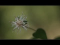 山野草のフォトシネマ