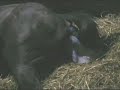 Naissance poulain
