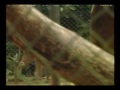 Passeio Animal - Lince Caracal