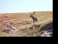 Kennedy New Zealand - Enormous Buck at Deer Park Heights
