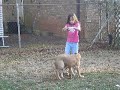 SAMMY & DIXIE