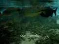 Meio Ambiente