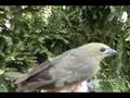 Palm Tanager, Azulejo Palmero (Thraupis palmarum)