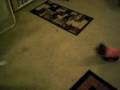 yorkie puppy Calypso