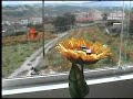 Solar Sunflower - Butterfly