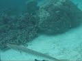 Barracuda