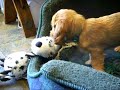 Basset Fauve puppy playing with toy