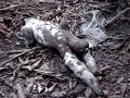 Three Toed Sloth with baby in the Peruvian Rainforest