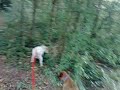 Wisey Rusty May Basil Millie Denver have a good swim
