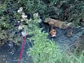 Wisey Rusty May Basil Millie Denver have a good swim