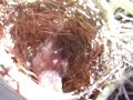Little Wattle Bird Chick in Nest at 72 hours old on 22 August 2009