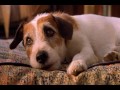 My Dog Skip - The Last Scene My Dog Skip - The Last Scene
