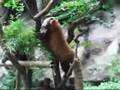 多摩動物公園・レッサーパンダ1
