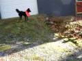 videos de Maggie gets chased