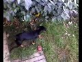 glupi pinczer glupi pinczer