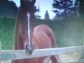Love Story- Horses Love Story- Horses