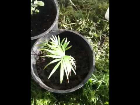 how to transplant mint