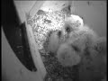 tawny owl chick being fed Apr 2008