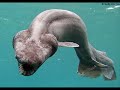 dziwne zwierzęta/cryptozoology