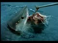 great white shark great white shark