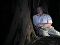 Shearwater birds tree climbing in Japan - David Attenborough  - BBC wildlife