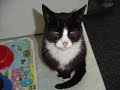 foto�s van gompie, oude en nieuwe foto�s
ga ook naar www.youtube.com/meiroe
dat is mijn vader