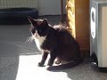 foto�s van gompie, oude en nieuwe foto�s
ga ook naar www.youtube.com/meiroe
dat is mijn vader
