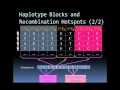 Microarray based SNP genotyping