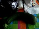 Fred the Zucchini