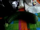 Fred the Zucchini