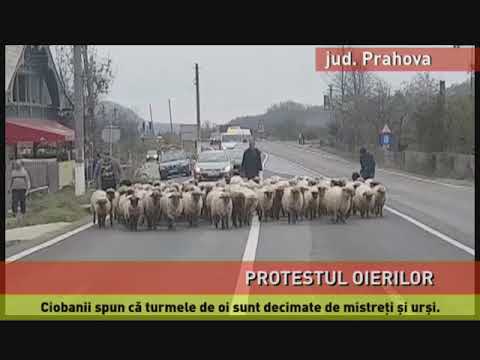 Ciobanii și oile, la protest pe DN 1