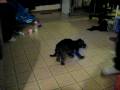 videos de our dog dora