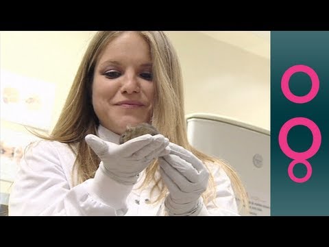 reprogrammed stem cells - It's a scientific breakthrough. Researchers in Madrid have successfully reprogrammed adult cells in living animals, creating stem cells that have the ability...
