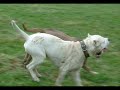 chiens dangereux